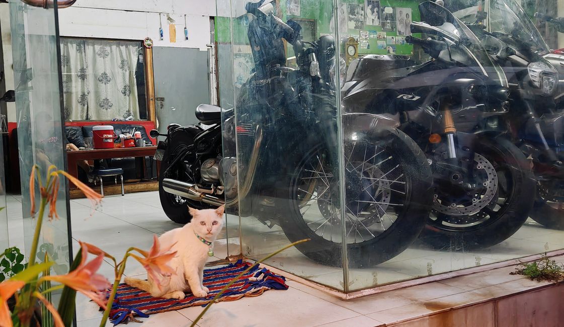 Bewacherkatze
