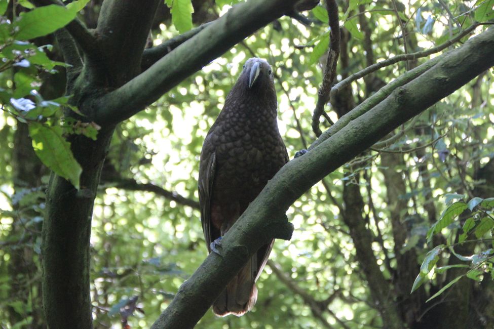 Kaka - Waldpapagei (endemisch, NZ)