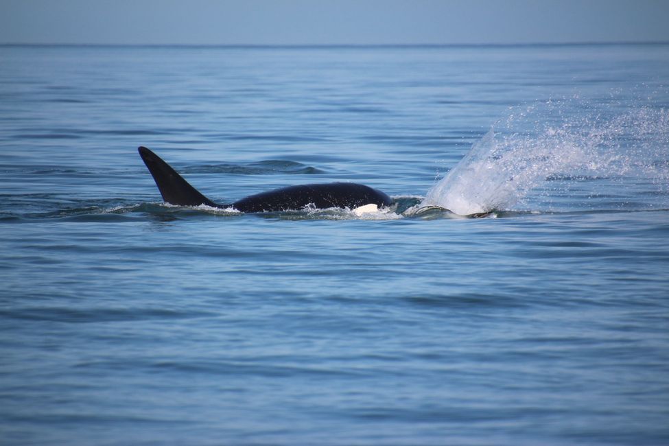 Orcas jugando