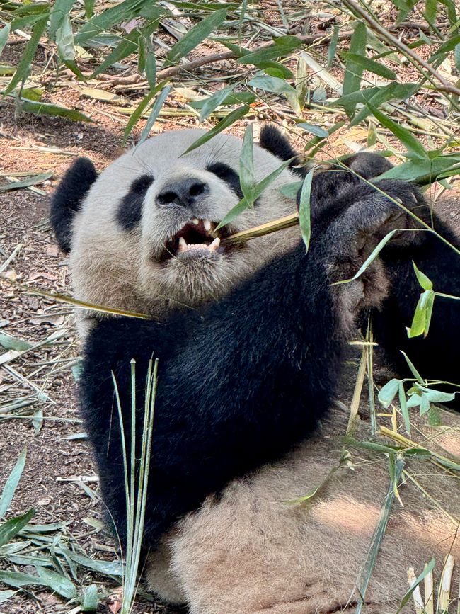 Part 2: Xi'an and Chengdu 🐼