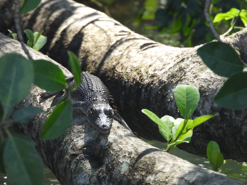 Tag 30, 24. Mai: Ultima crociera sul fiume Daintree