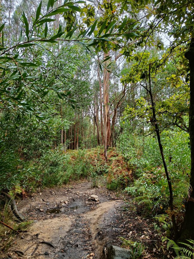 Camino through the forest 