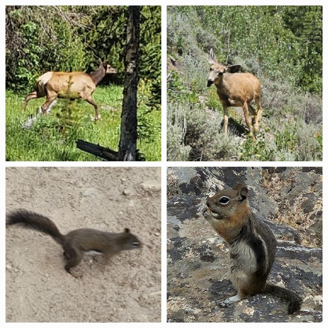 Deer, Doe, Squirrel