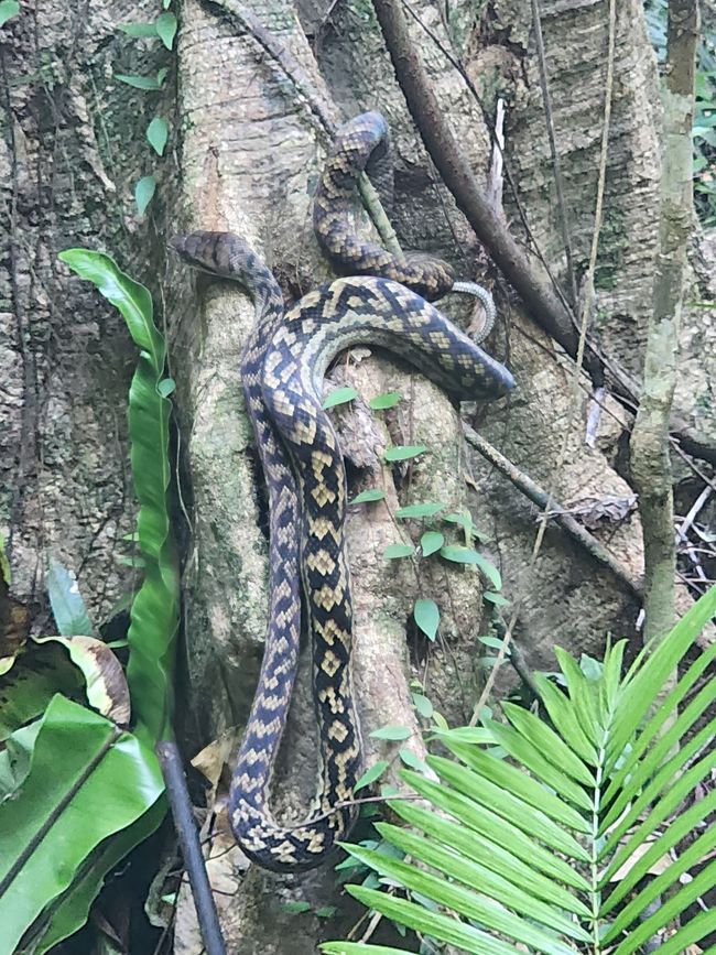 Day 30, May 24: Last river cruise on the Daintree River