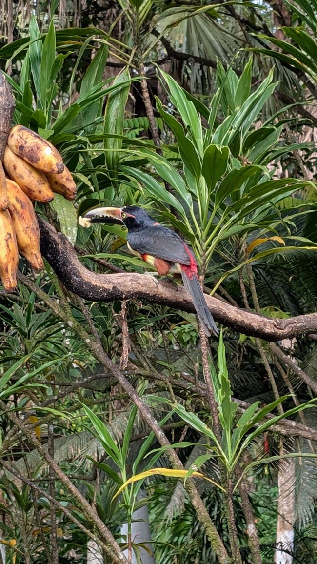 Boca San Carlos/Confine con il Nicaragua