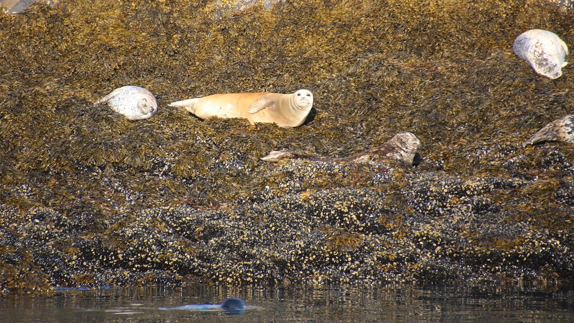 Day 24: Trip to Juneau: Glacier Outburst & 20,000 Tourists