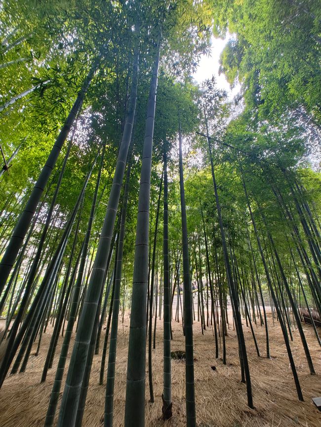Bambuswald im Hōkoku-ji-Tempel