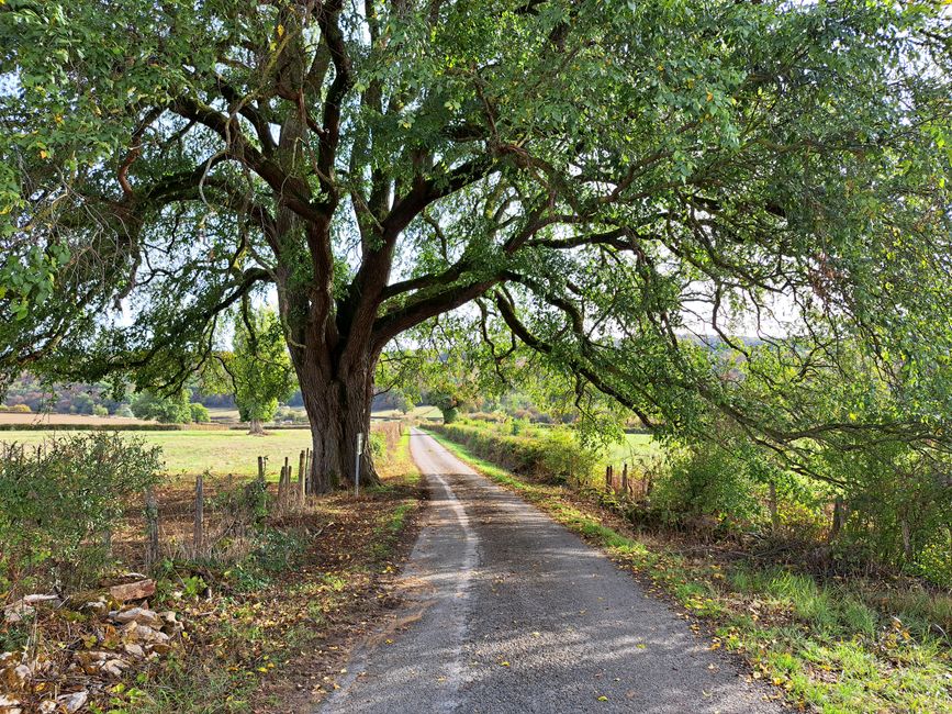 "Arbre remarquable de France" 16 Meter hohe Ulme