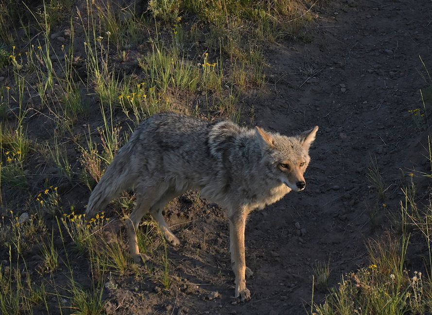 Vallée de Haydon - Loup ou Coyote, telle est la question