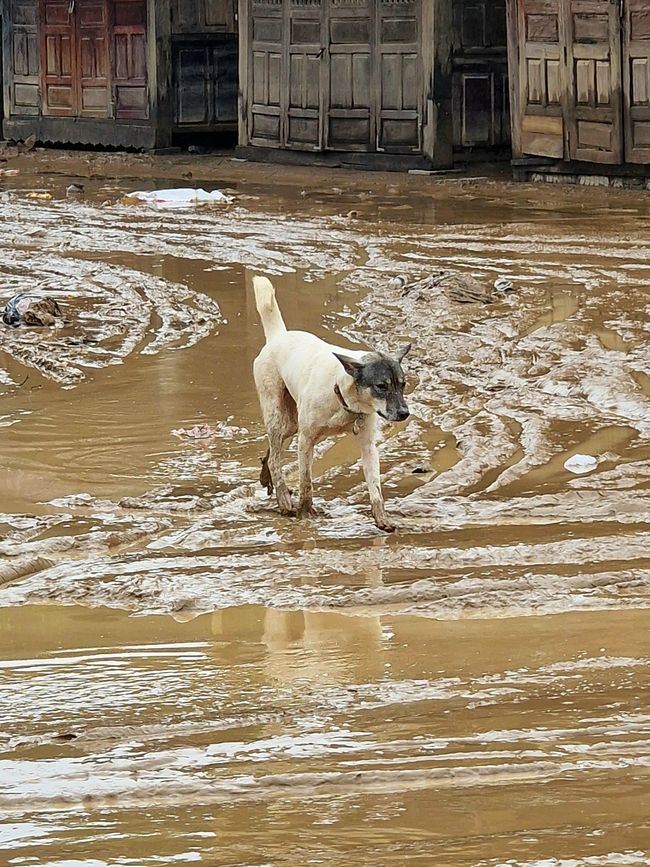 Vorüber die Flut.
Wer sah es wohl, du selig Land, 
wie dich die Welle überwand.