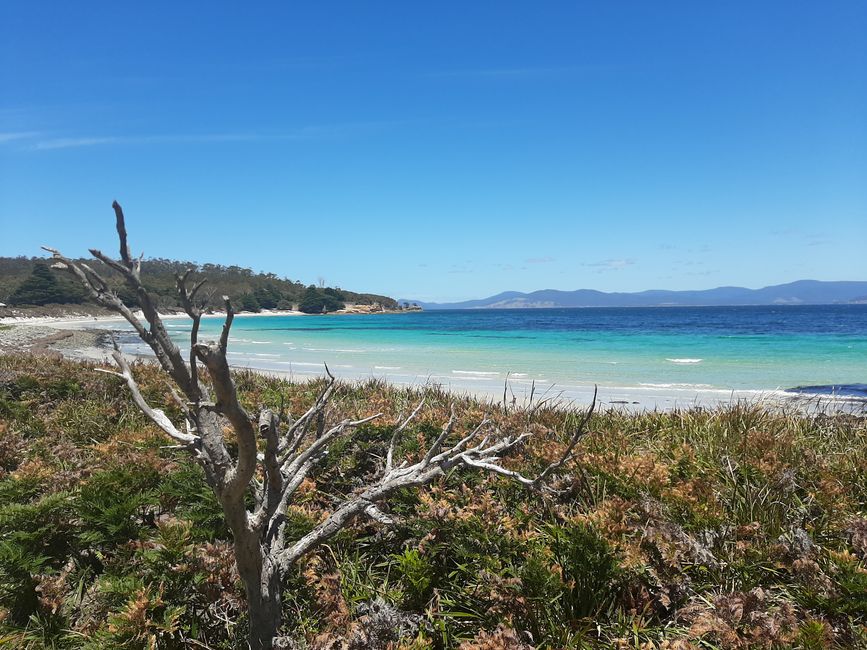 - Singapur & Tasmania 2019 -