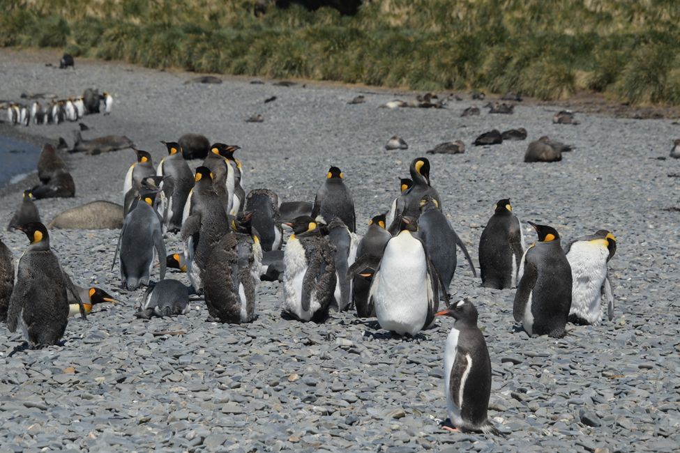 Königspinguine / King penguins