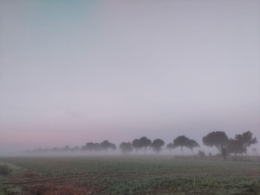 Frühnebel