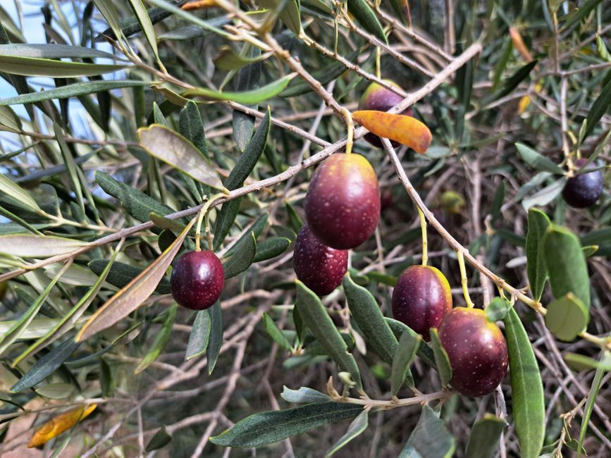 The Flavors of the Alpilles