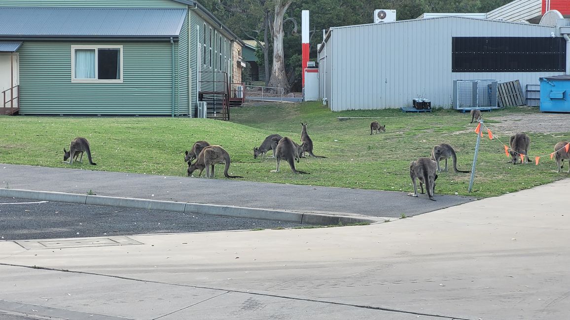 Halls Gap – Meet the Wildlife im Vorgarten