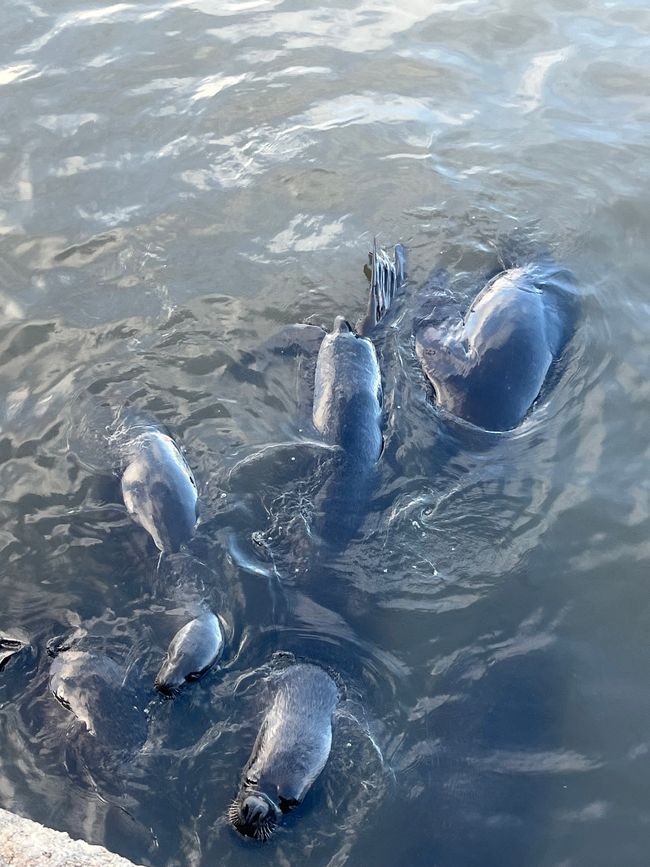 Leones marinos en el muelle de Antofagasta