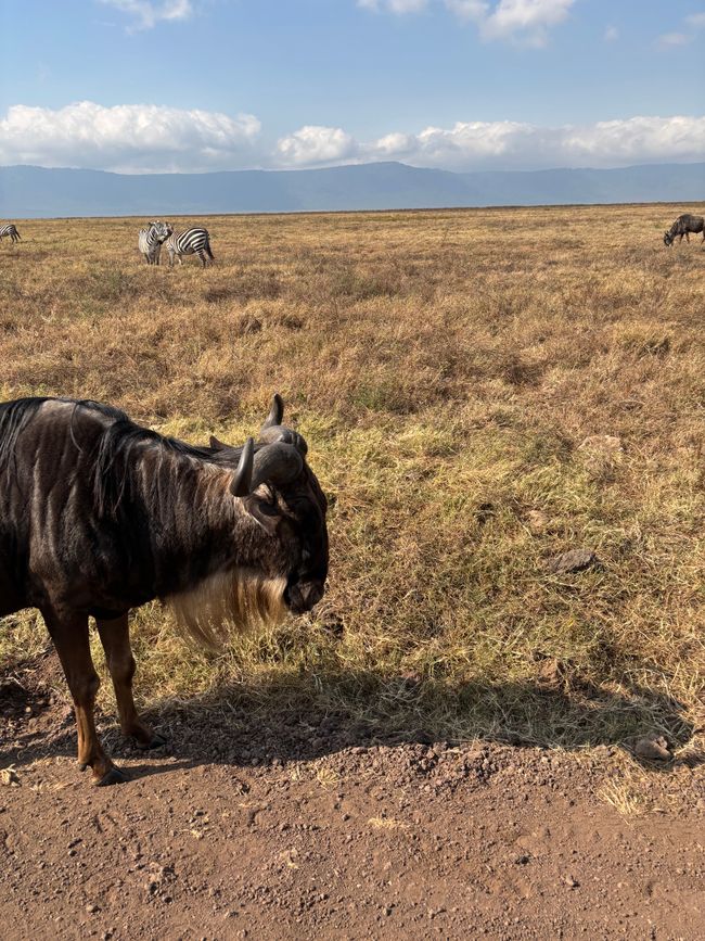 Ngorongoro-Krater