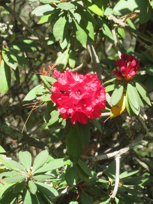 Rhododendron