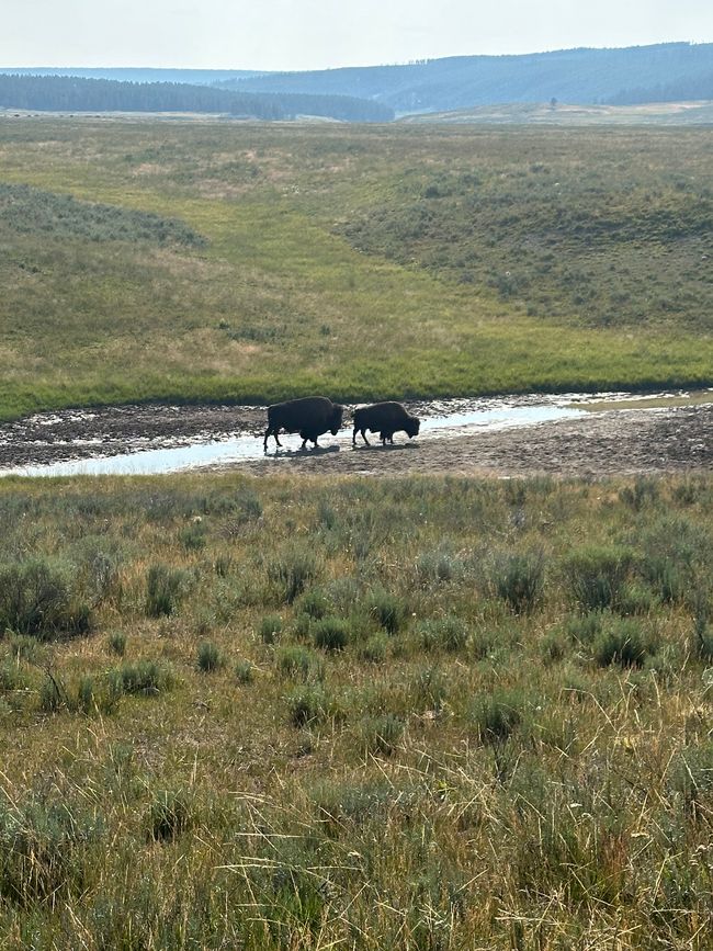 Wyoming: Yellowstone Parte 1