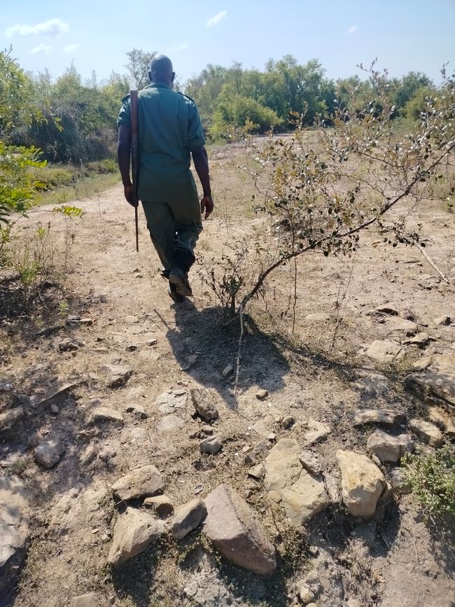 Mole Nationalpark & Larabanga