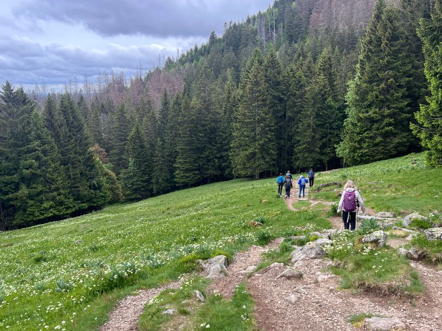 26 Feldbergsteig Escursione Pro Wolermoos