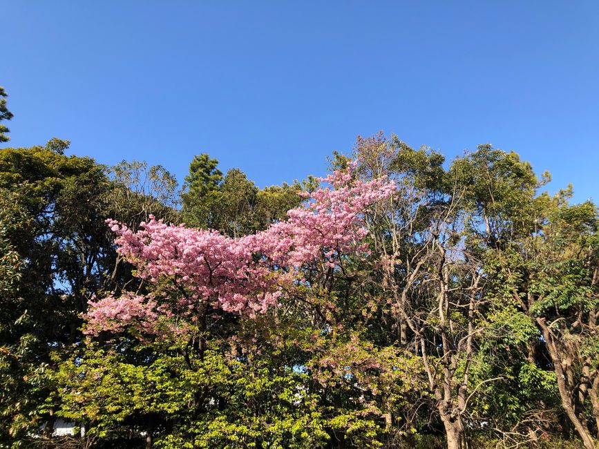 ... und erste Blüten im Park
