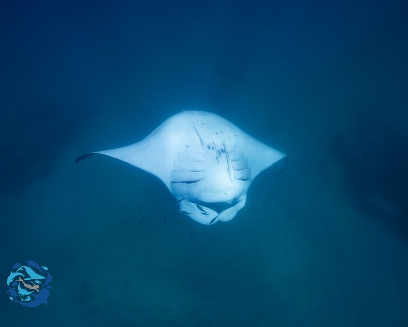 Snorkeling