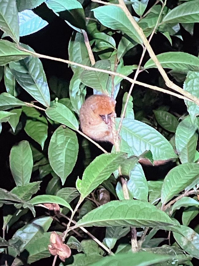 Maravilla de la naturaleza - Parque Nacional Andasibe