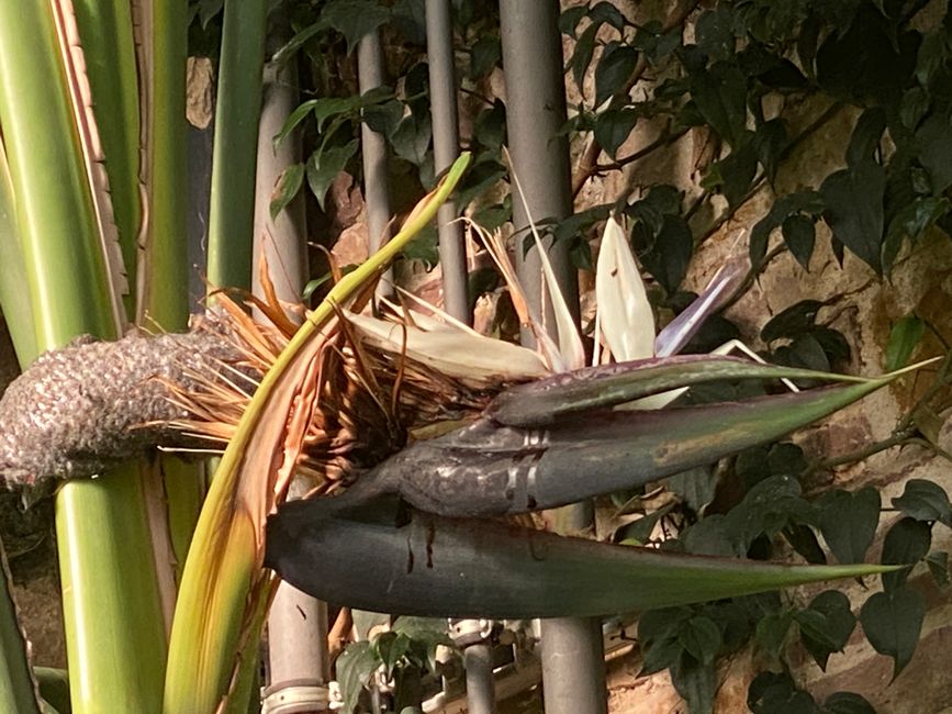 - und auch nach der Blüte noch sehenswert