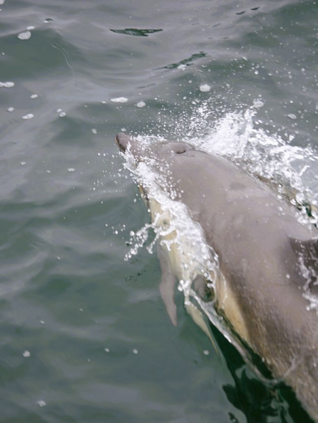 Excursión de avistamiento de ballenas