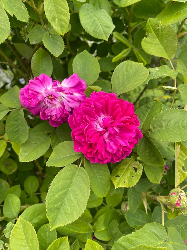 Die ersten Rosen sind schon verblüht