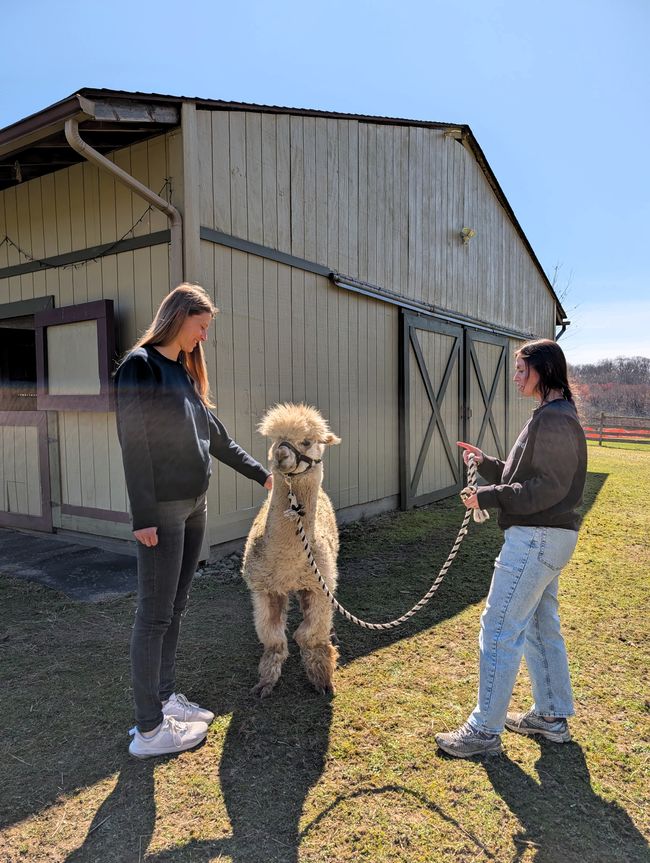 Bei Freunden zu Hause. Farm anschauen und Alpaka füttern