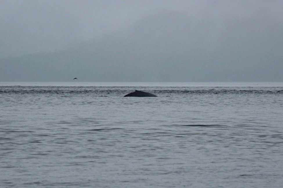 Tour de Observación de Ballenas de Seasmoke