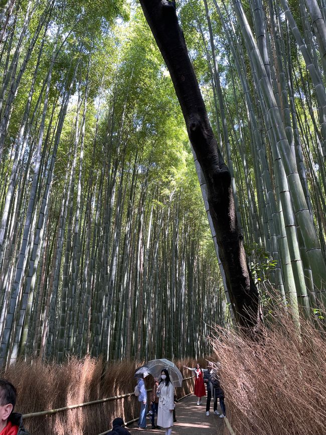 Bambuswald in Arashiyama