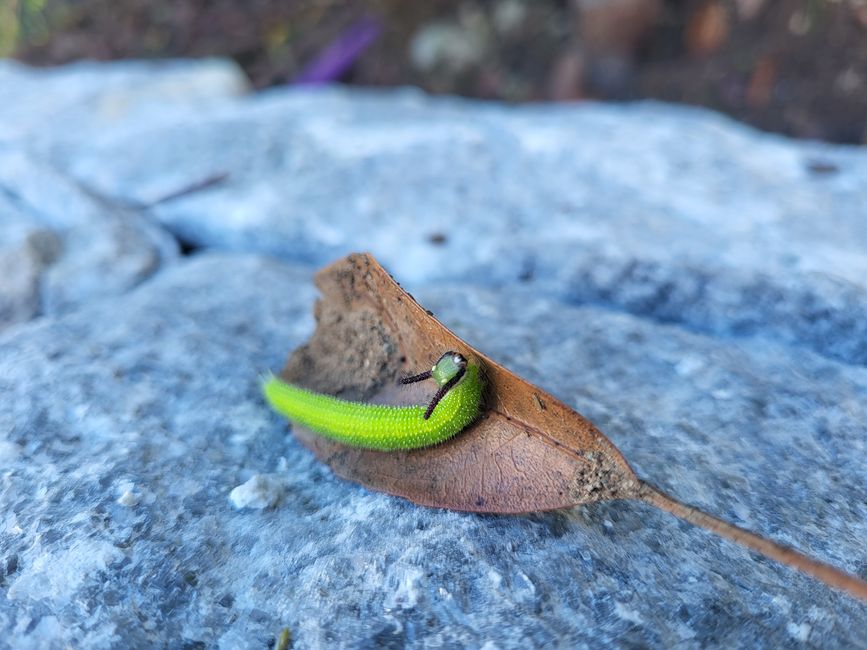 farbenfrohe Gartenbesucher