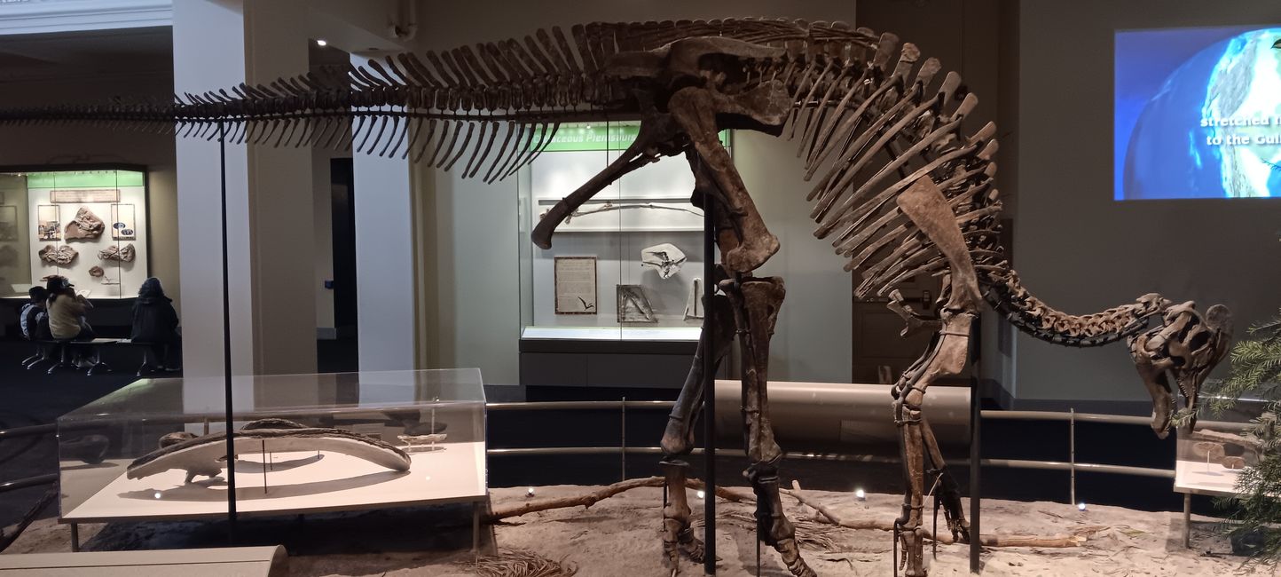 Museum of Natural History I