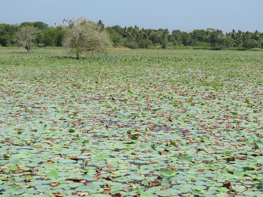 Udawalawa - Safari avec des éléphants