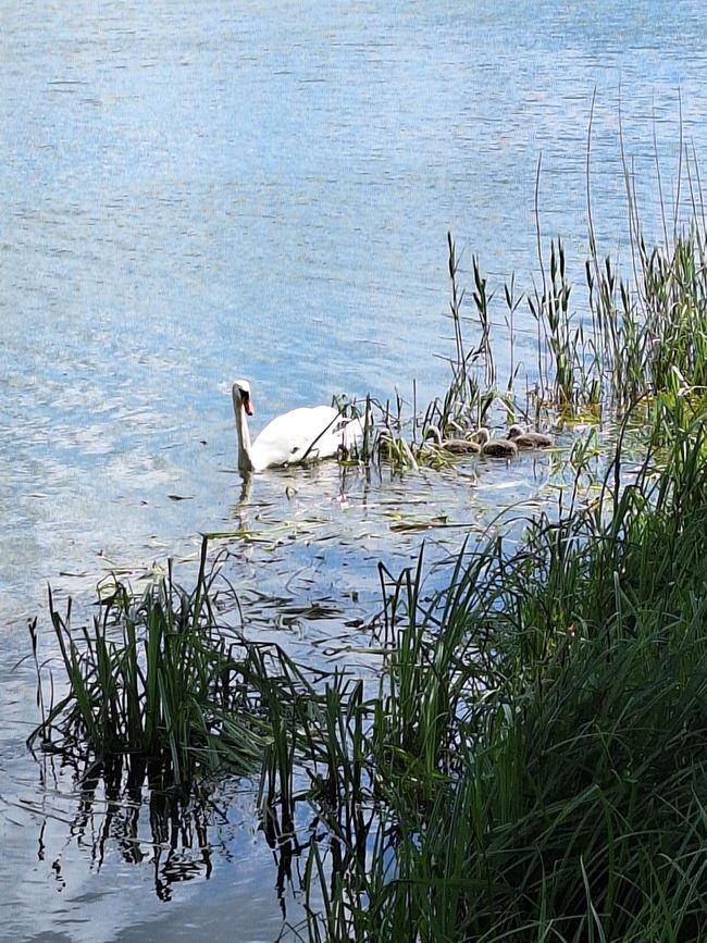 Maman cygne avec quatre canetons