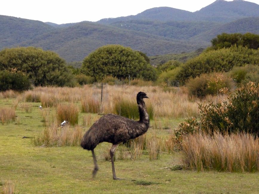 Melbourne - Wilsons-Promontory-Nationalpark