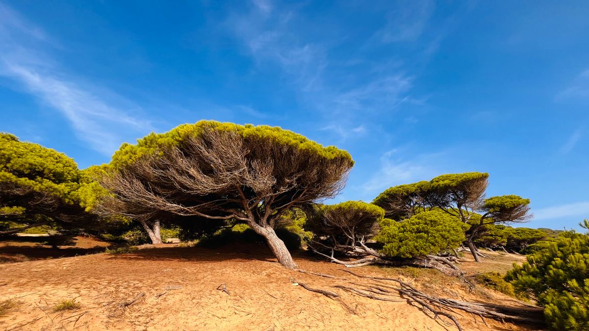 Die Wälder von Canos - die vorherrschende Windrichtung ist klar erkennbar, die Stärke des Windes auch