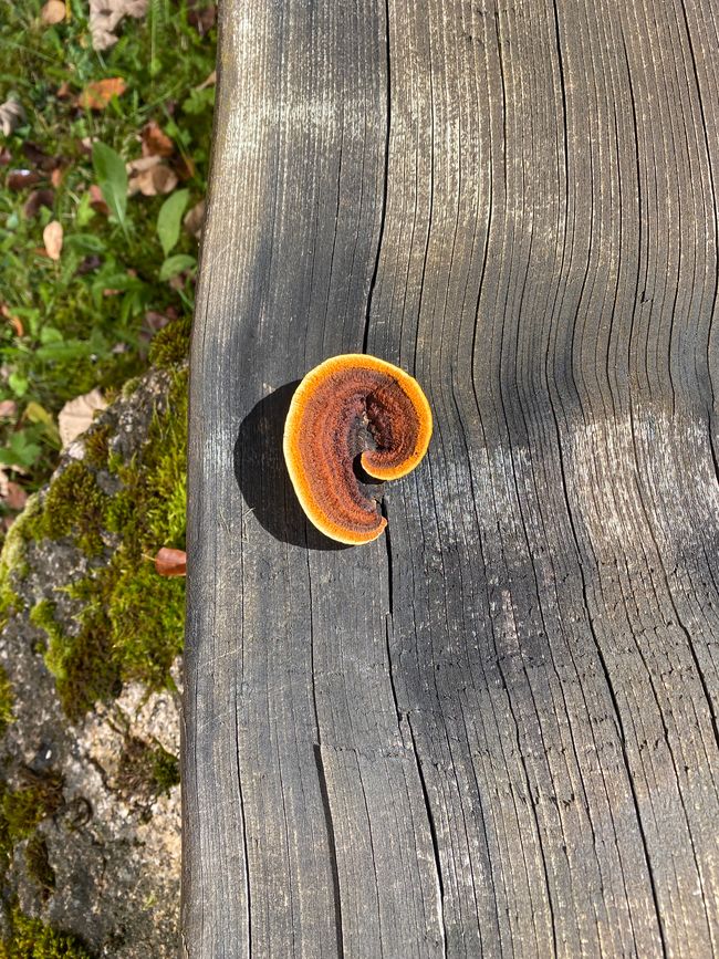 Verschiedene Baumpilze