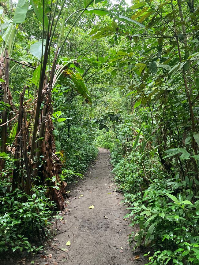Tortuguero