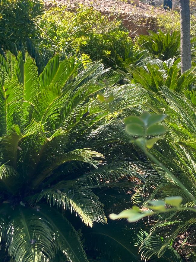 Wandern… von Santa Maria aus zum Tramuntana Gebirge…soweit meine Füße mich tragen