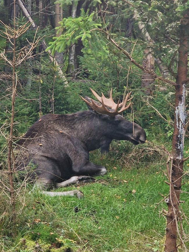 Svezia 6° giorno - Safari degli alci, acquisto di un caricabatterie e campeggio speciale