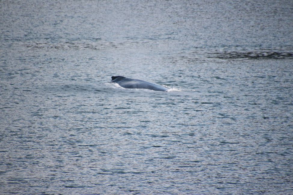 Day 13: Port Hardy - INSIDE PASSAGE  Prince Rupert