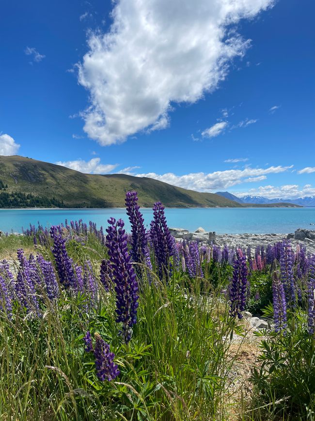 Woche 10 - Lake Tekapo, Kaikoura + Christchurch