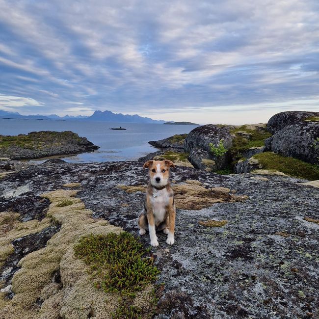 Offersøy