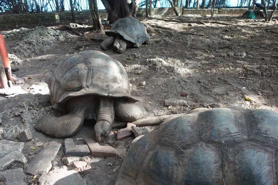 Riesenschildkröten