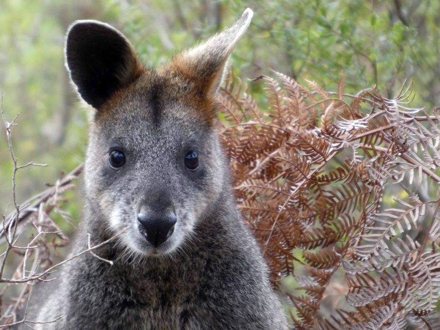 Wilsons-Promontory-Nationalpark