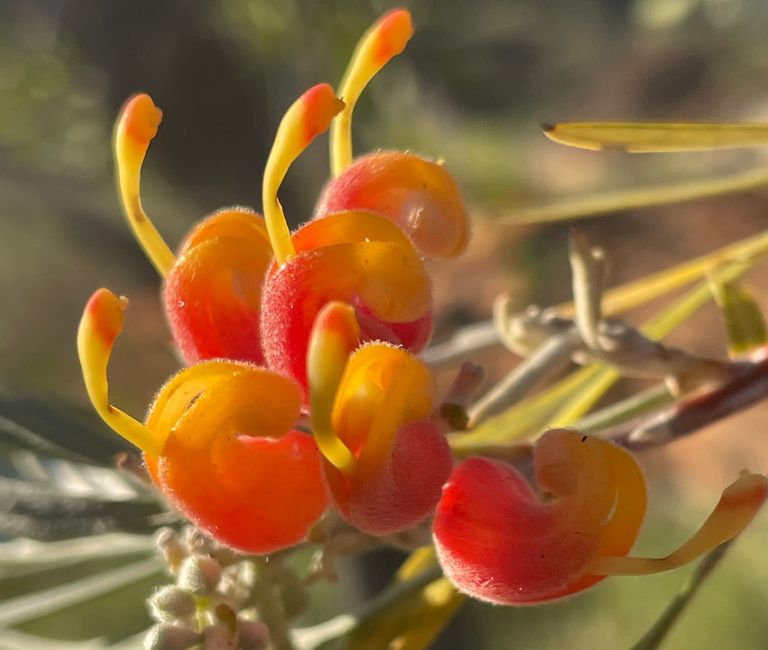 Grevillea